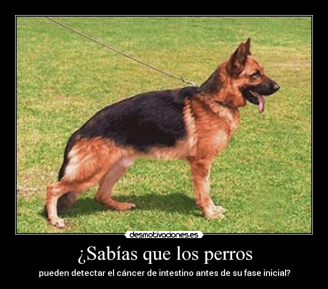 carteles perro desmotivaciones