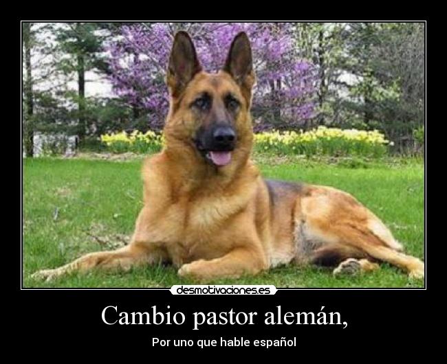 Cambio pastor alemán, -