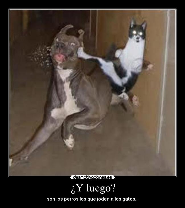 ¿Y luego? - son los perros los que joden a los gatos...