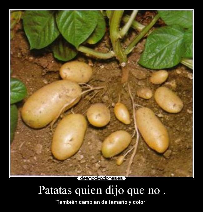 Patatas quien dijo que no . -