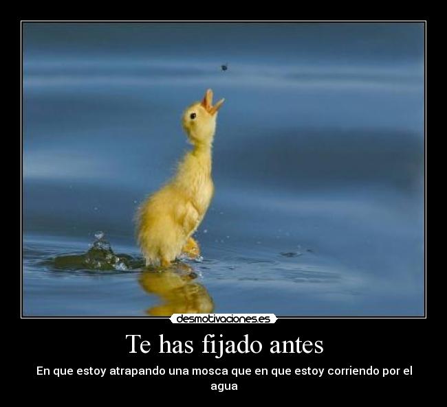 Te has fijado antes - 