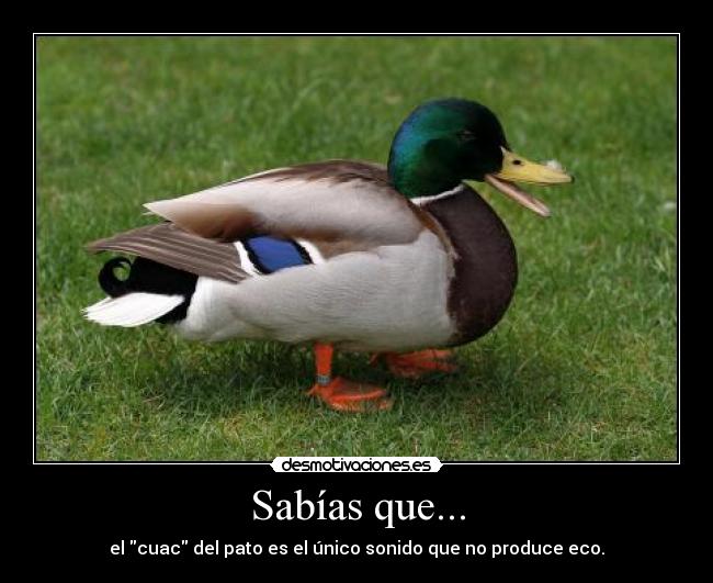 Sabías que... - el cuac del pato es el único sonido que no produce eco.