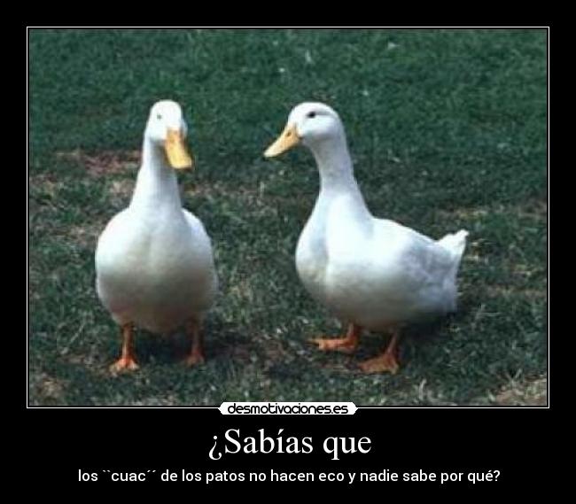¿Sabías que - los ``cuac´´ de los patos no hacen eco y nadie sabe por qué?