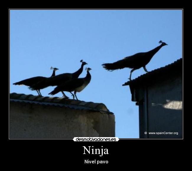 Ninja - Nivel pavo
