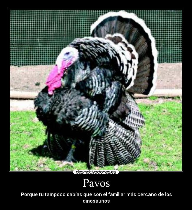 Pavos - Porque tu tampoco sabías que son el familiar más cercano de los dinosaurios