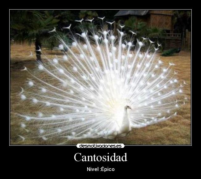 Cantosidad -