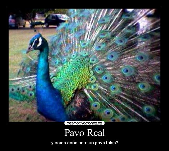 Pavo Real - y como coño sera un pavo falso?