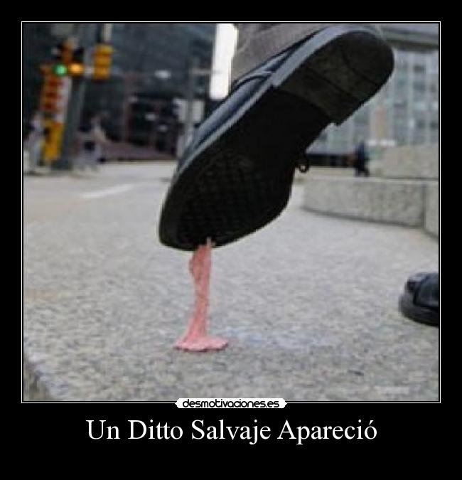 Un Ditto Salvaje Apareció - 