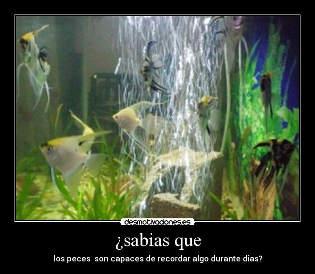 ¿sabias que - los peces son capaces de recordar algo durante dias?