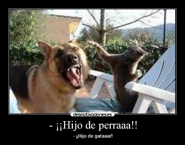 - ¡¡Hijo de perraaa!! - 
