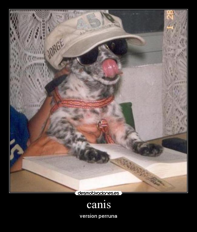 canis -