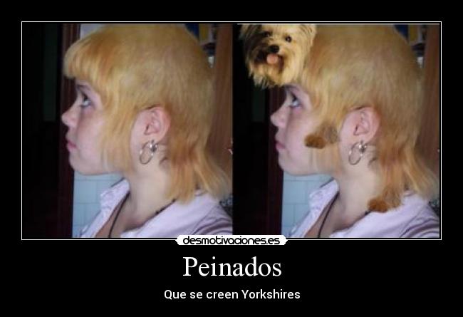 Peinados - Que se creen Yorkshires