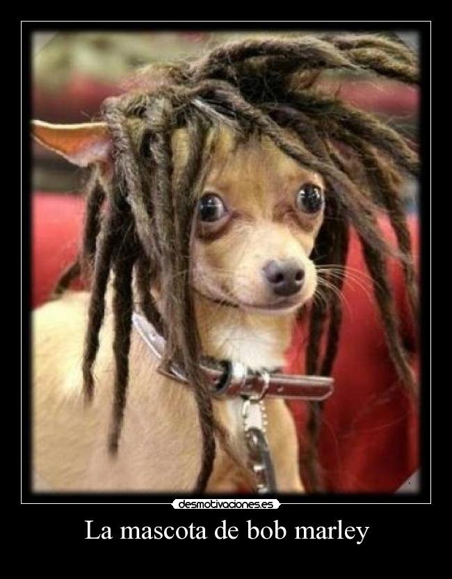 La mascota de bob marley - 