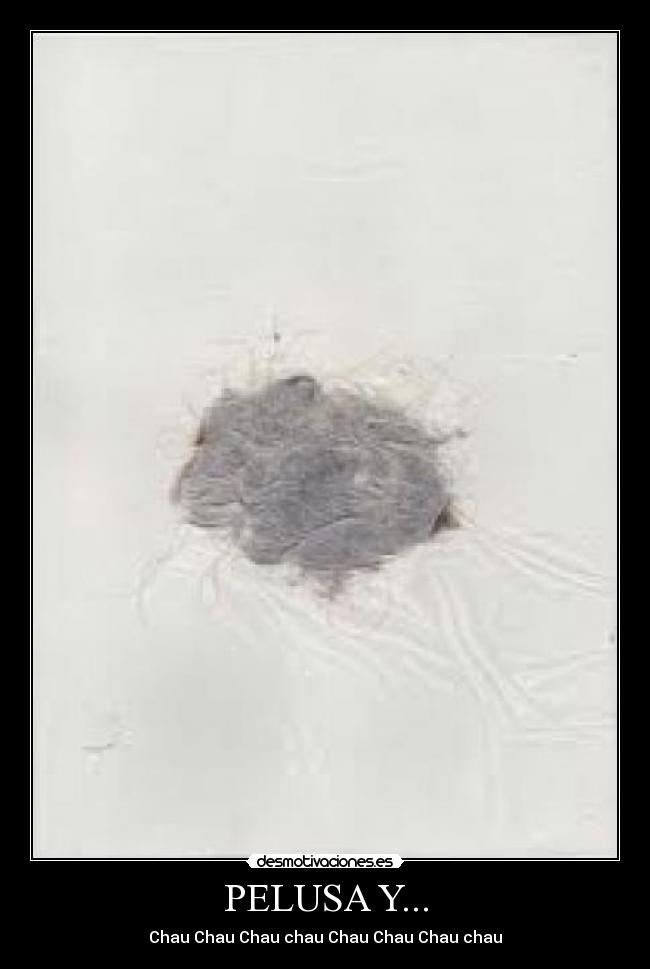 PELUSA Y... - Chau Chau Chau chau Chau Chau Chau chau