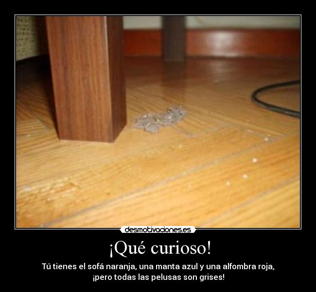 ¡Qué curioso! - Tú tienes el sofá naranja, una manta azul y una alfombra roja,
¡pero todas las pelusas son grises!