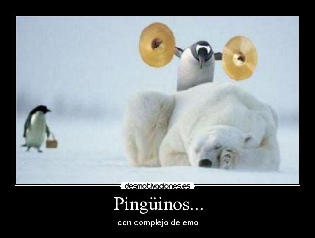 Pingüinos... - 
