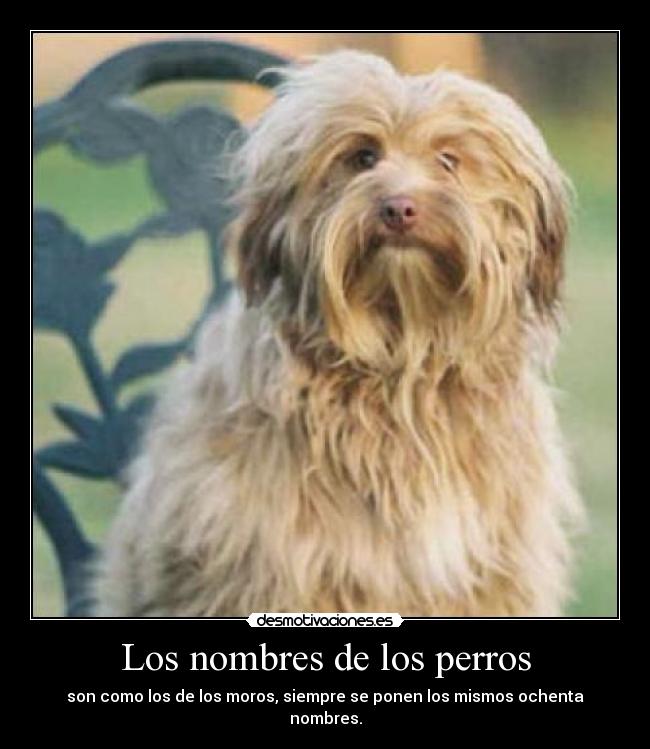 Los nombres de los perros -
