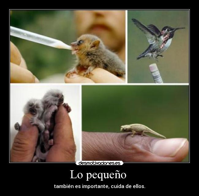 Lo pequeño - también es importante, cuida de ellos.