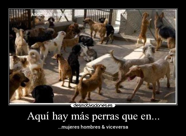 Aquí hay más perras que en... - ...mujeres hombres & viceversa