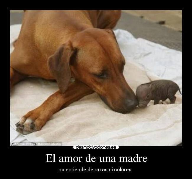 carteles amor madre amor madre cerdito perro desmotivaciones