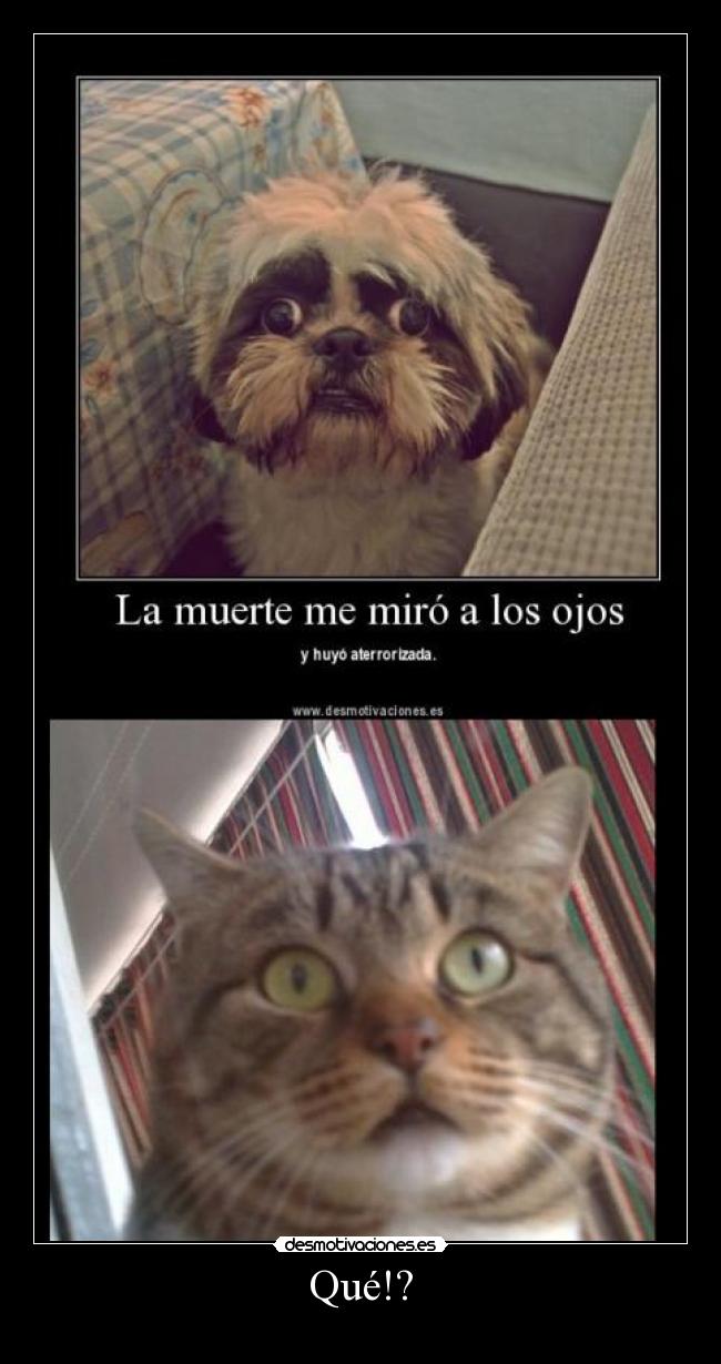 carteles gatos desmotivaciones