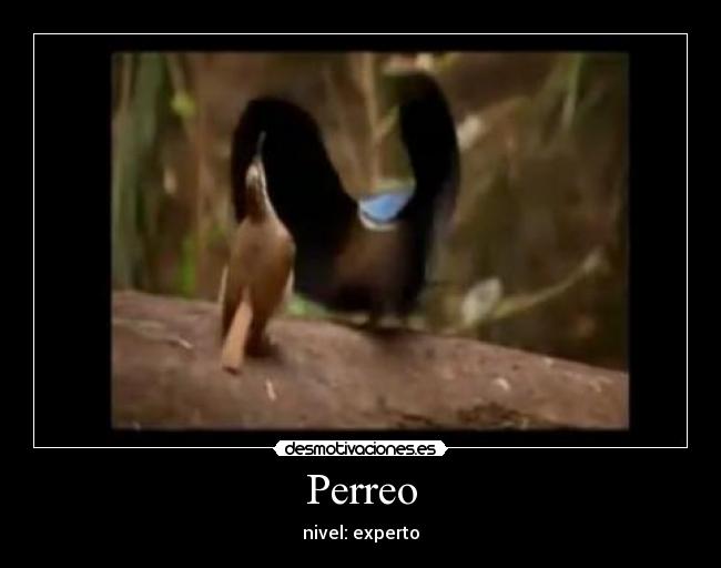 Perreo -