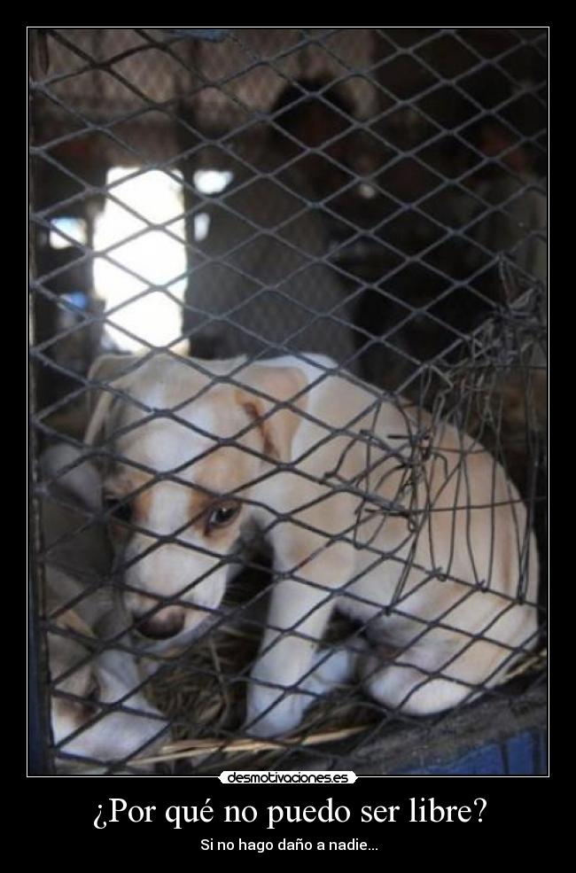 ¿Por qué no puedo ser libre? - Si no hago daño a nadie...
