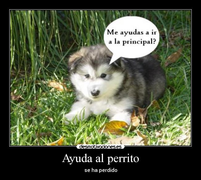 Ayuda al perrito - 