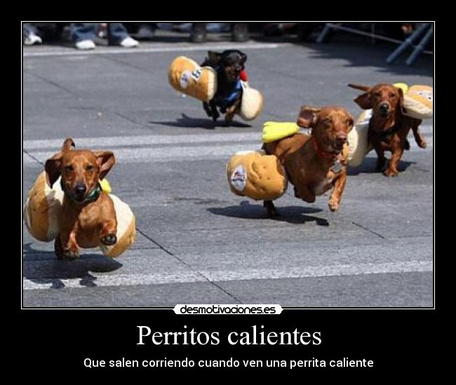 Perritos calientes - Que salen corriendo cuando ven una perrita caliente
