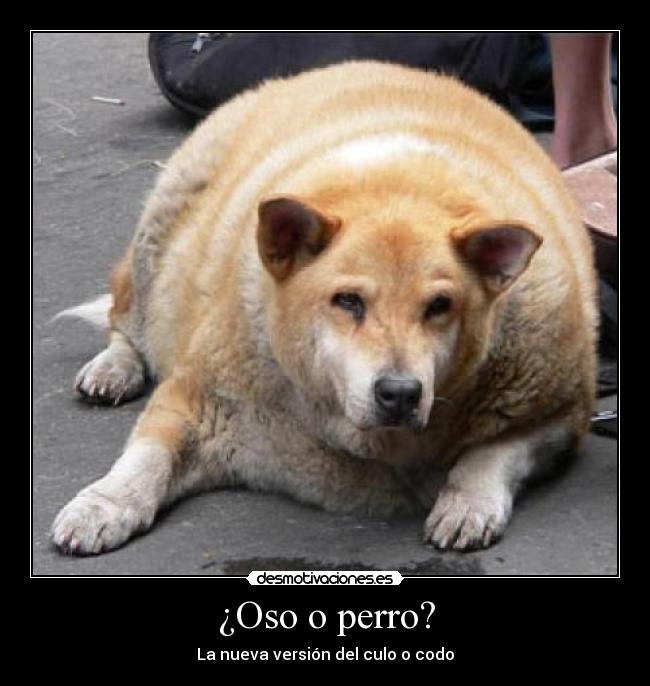 ¿Oso o perro? - La nueva versión del culo o codo