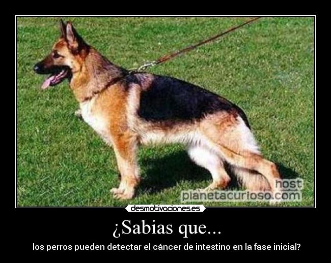 ¿Sabias que... -  los perros pueden detectar el cáncer de intestino en la fase inicial?