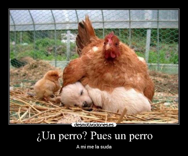¿Un perro? Pues un perro -