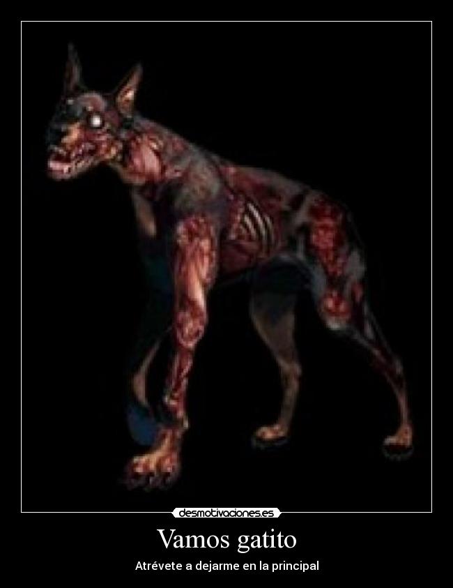 Vamos gatito - Atrévete a dejarme en la principal