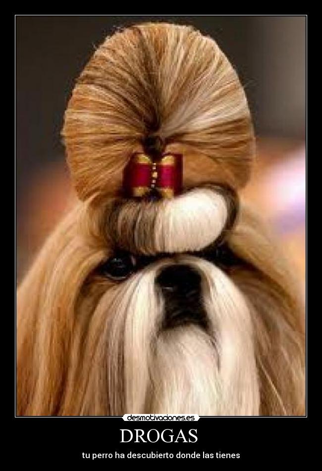 DROGAS -