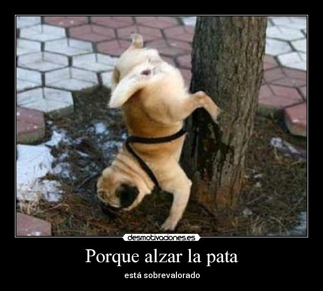 carteles perros desmotivaciones