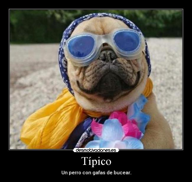 Típico - Un perro con gafas de bucear.