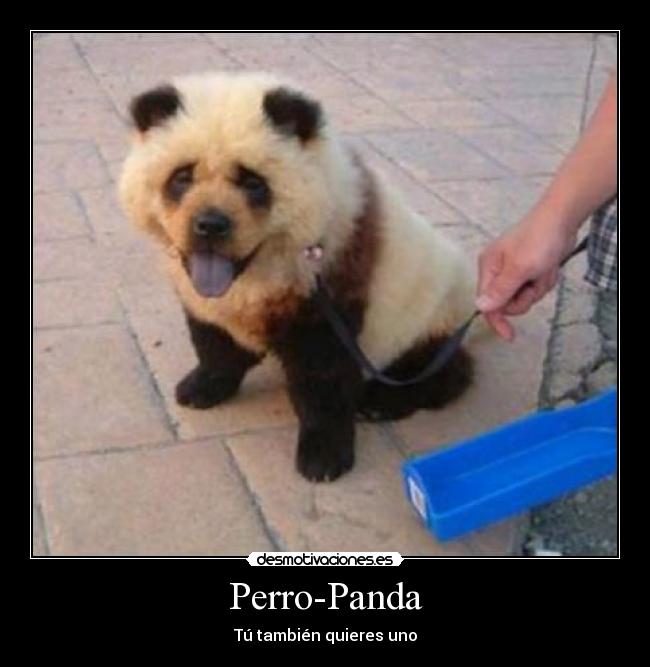 Perro-Panda - Tú también quieres uno