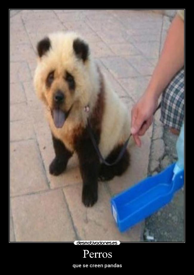 Perros - que se creen pandas