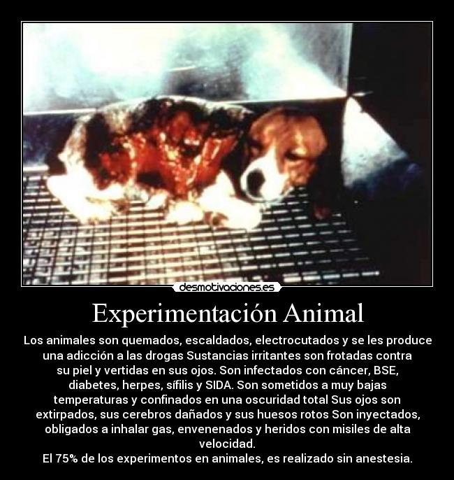 Experimentación Animal - 