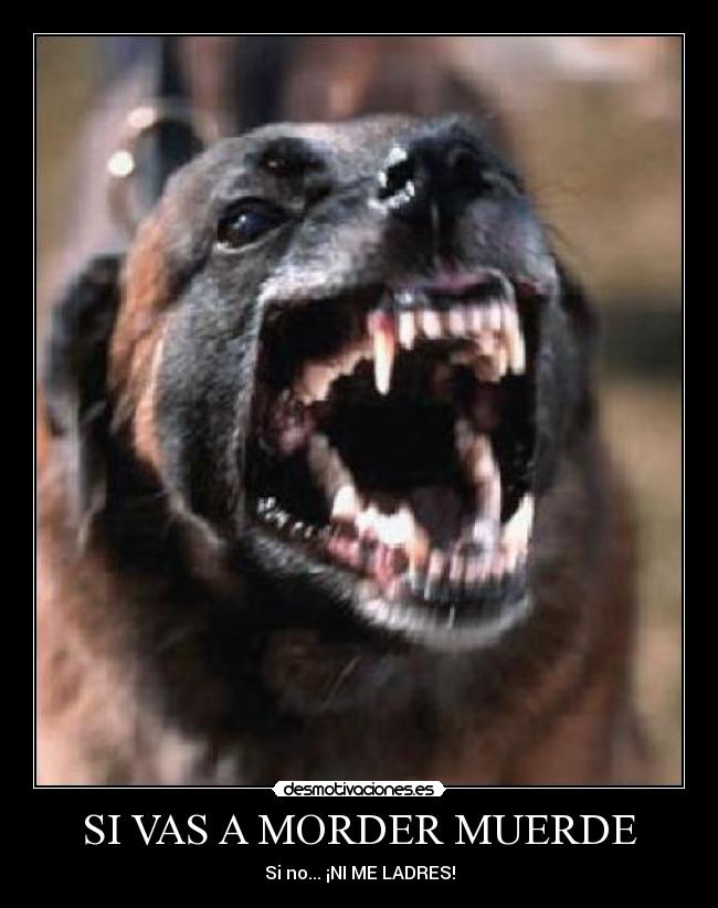 SI VAS A MORDER MUERDE -