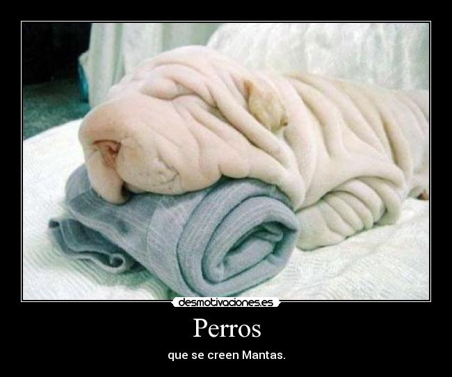 Perros -