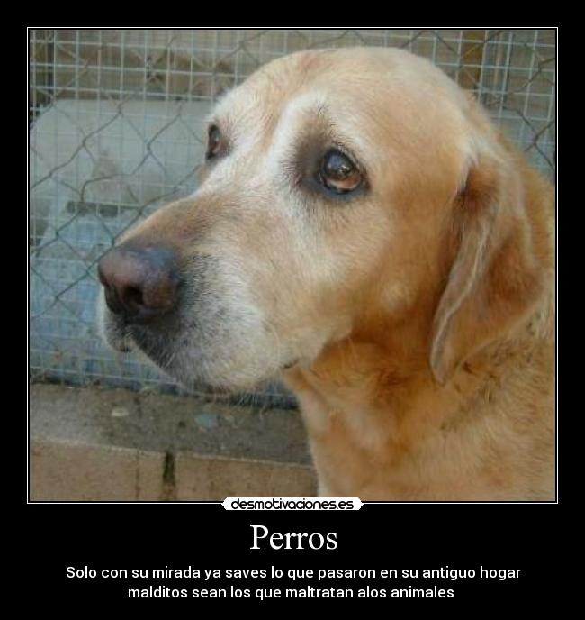 Perros - Solo con su mirada ya saves lo que pasaron en su antiguo hogar
malditos sean los que maltratan alos animales 