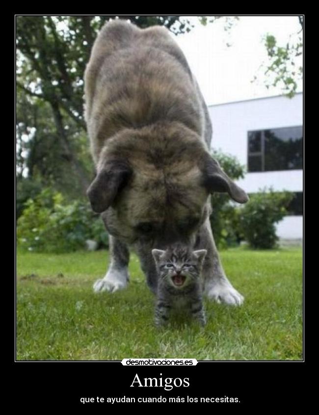 Amigos -