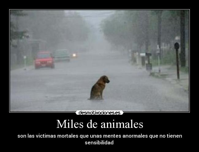 Miles de animales - 