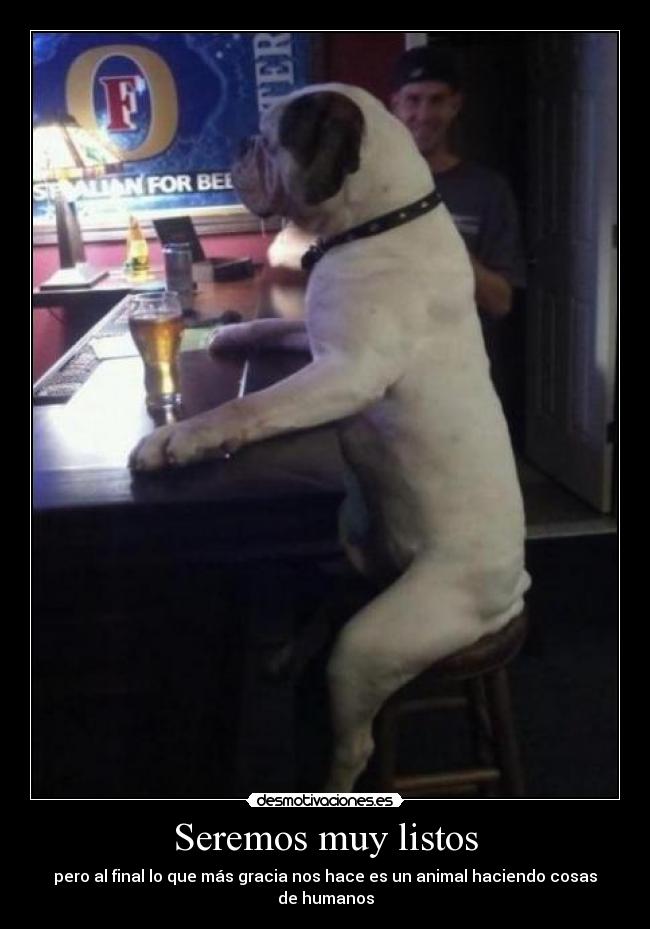 Seremos muy listos - pero al final lo que más gracia nos hace es un animal haciendo cosas de humanos