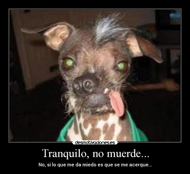 Tranquilo, no muerde... - 
