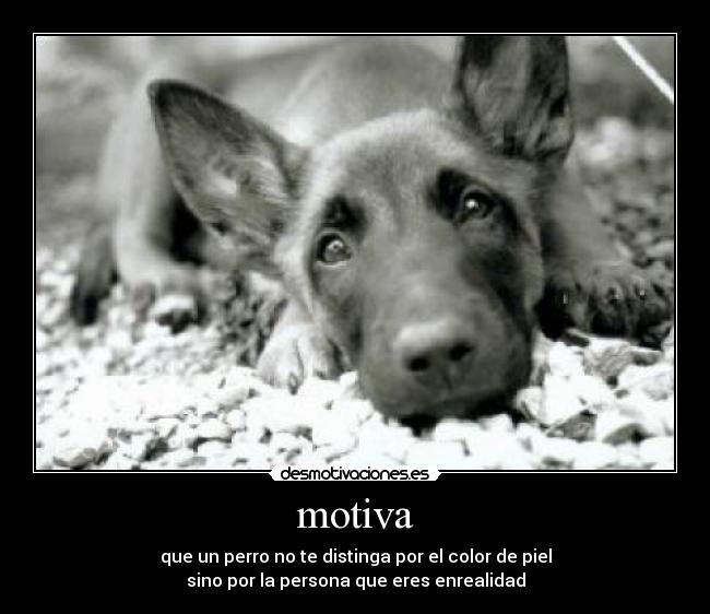 motiva - que un perro no te distinga por el color de piel
sino por la persona que eres enrealidad