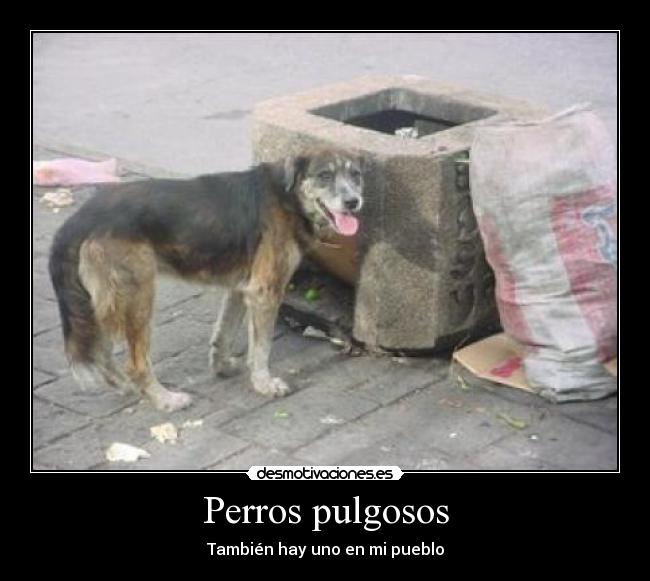 Perros pulgosos - También hay uno en mi pueblo