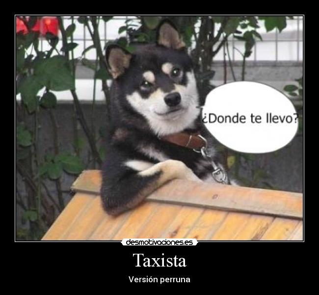 Taxista - Versión perruna
