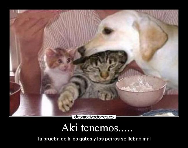 Aki tenemos..... - la prueba de k los gatos y los perros se lleban mal